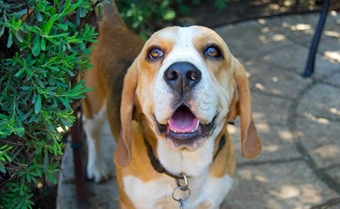 otte plasticitet Snazzy Beagle Bloodhound mix: breed characteristics & FAQ | Pride + Groom