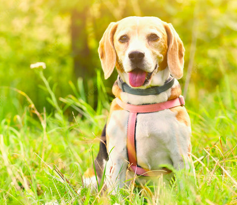 beagle happy dog in the grass