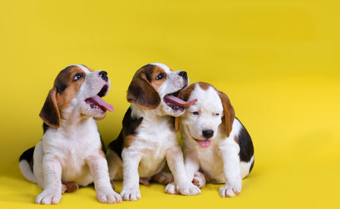 beagle puppies siblings