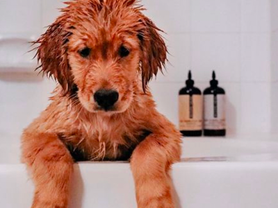 puppy shampoo, best puppy shampoo, shampoo for puppies under 12 weeks