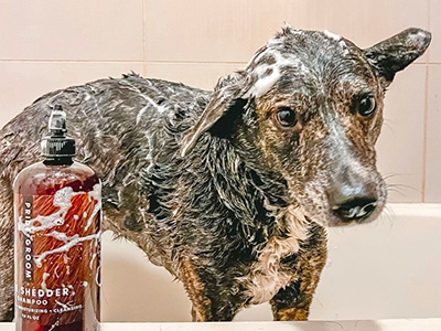 best smelling dog shampoo, organic dog shampoo, natural dog shampoo, all-natural dog shampoo