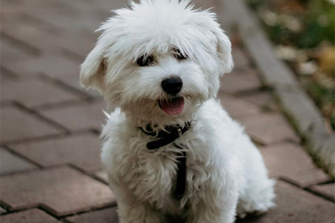 bichon frise temperament, life expectancy of bichon frise, health issues of bichon frise, health challenges of bichon frise