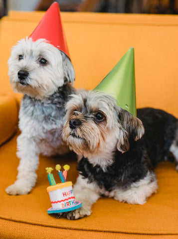 birthday dogs, dogs wearing birthday caps