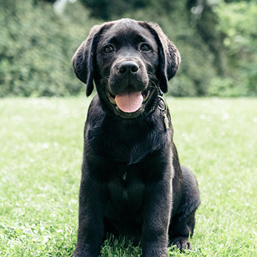 labrador retriever health issues, labrador retriever healthy weight, labrador retriever health concerns, golden retriever health issues, golden retriever healthy weight, golden retriever health concerns