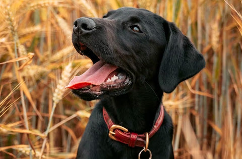 labrador grooming guide, grooming a black labrador