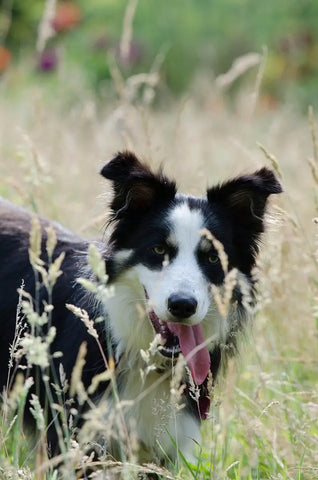 A dog in Foxtail Grass field