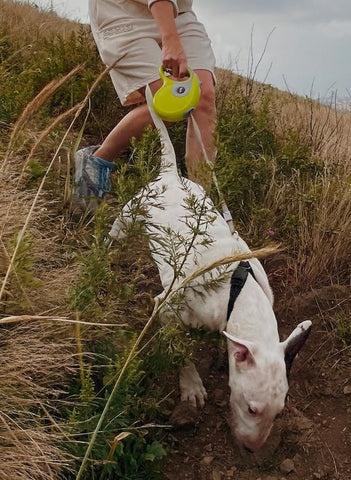Bull Terrier, hard to train dogs