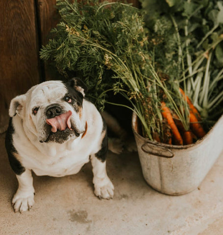 dog with carrots, vegetable dog names