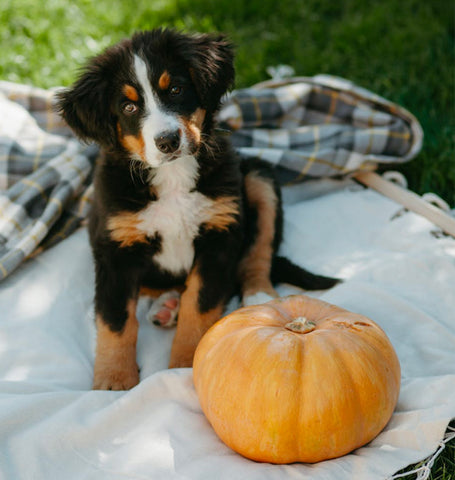 dog with pumpkin