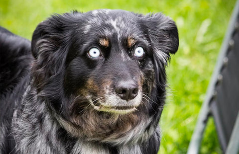 can dogs see ghosts, funny dog eyes, scared dog