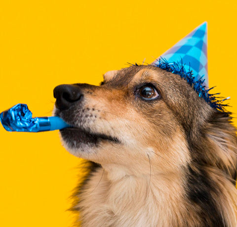 dog birthday celebration, dog names