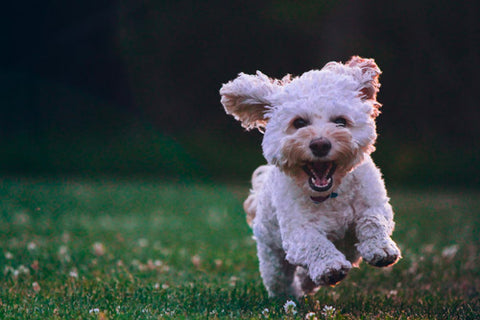 Happy cockapoo, dish soap for dog wash, dawn dish soap for dog fleas, Dish Soap guide for dog wash, Pride and Groom