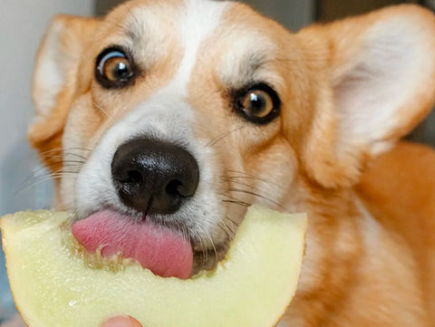 corgi with melon, fruit name for dogs