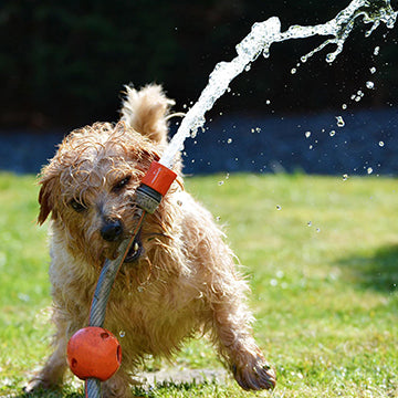 keeping dog hydrated, dogs overheating, dogs and summer