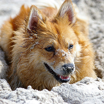 dog digging on beach, dog eating sand, dogs and summer