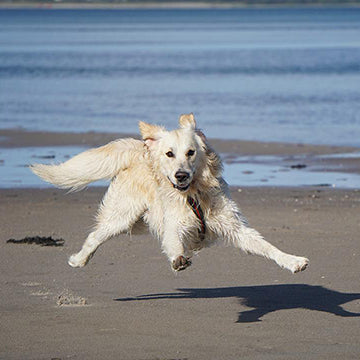dog running on beach, dogs and sand, large dogs on the beach, dog eating san