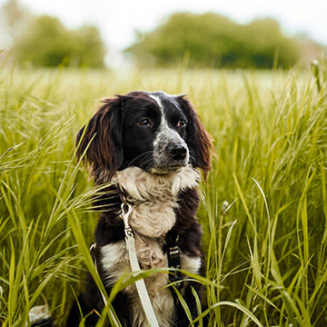 dogs and pesticides, dogs and grass, keeping dog safe from pesticides