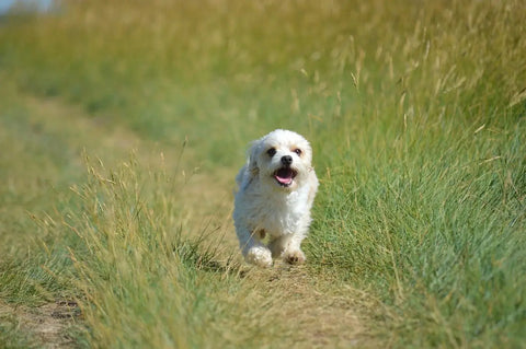 white puppy running in Foxtail Grass, Foxtail Grass