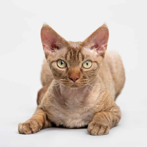 Devon rex, curly cats, curly cat breeds