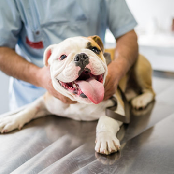 english bulldog at vet, finding the right vet, pet insurance, dog at vet