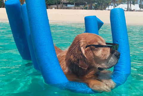 summer hazards for dogs, how to keep your dog safe in summer, dog in swimming pool, dog chilling