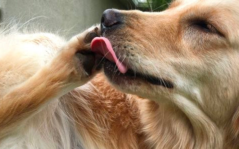 dog licking the paw, dog paw care