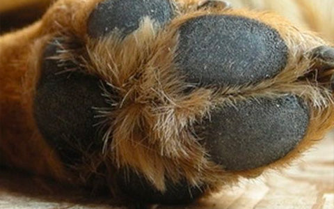 How to Treat Dog's Chewing and Biting of Paws