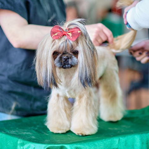 long hair dog