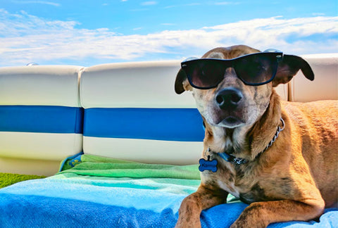 sunburns in dogs, dog sun burns, signs of sunburns in dogs, chilling dog, dog in sunglasses 