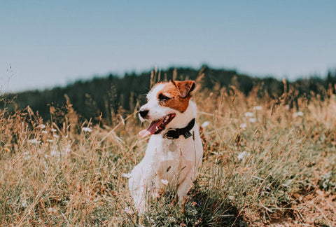 dog insect bites, camping with dogs, signs of insect bites in dogs