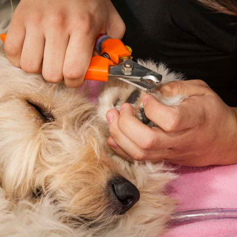 trimming dog nails, how to clip dogs nails