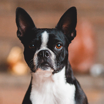 boston terrier cherry eye, boston terrier, heath issues, boston terrier health concerns, boston terrier lifespan, boston terrier breathing issues