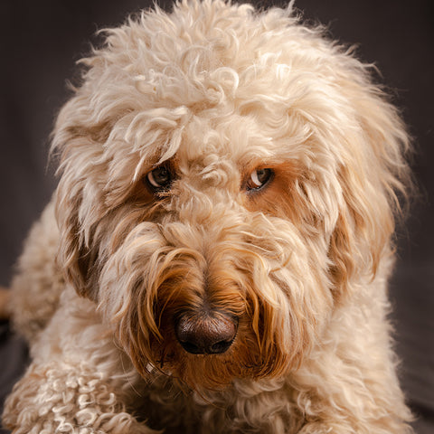 how to groom my doodle dog