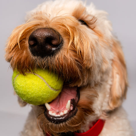 goldendoodle, golden doodle, golden retriever and poodle mix