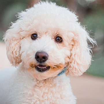 poodle health risks, poodle heath concerns, poodles addison's disease, poodle life expectancy