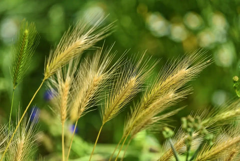 Foxtail Barley Grass