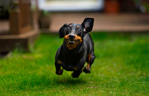 funny dog running, funny dog related google searches
