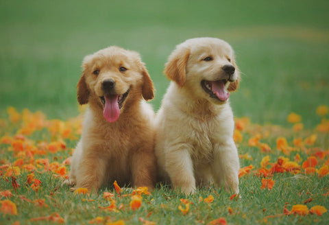  Labrador Retriever Puppies, types of dog training, puppy training