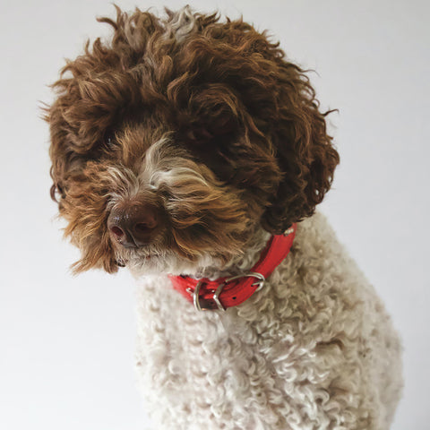 Schnoodle, Schnauzer and Poodle