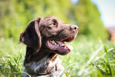 happy dogs