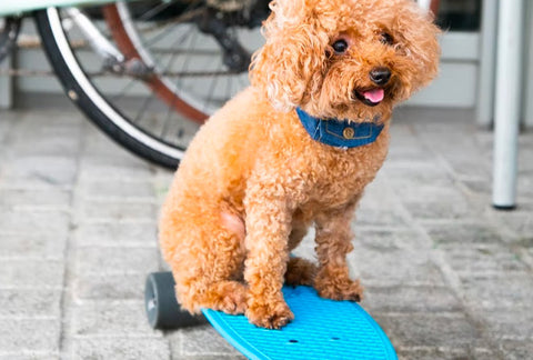 summer hazards for dogs in city, hot pavement for dogs, dog on skateboard 