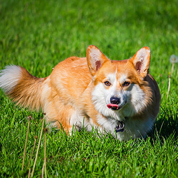 corgi, dogs and grass, dogs and pollen, dogs and pesticides