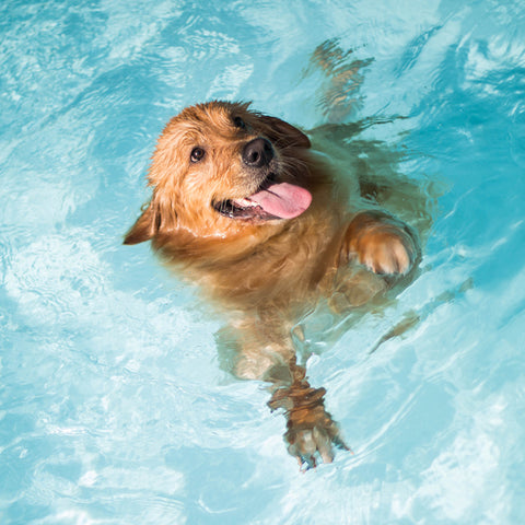 Retriever cooling off in the pool