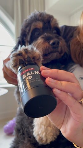dog paw balm, what it is, how to protect dog paws in summer heat