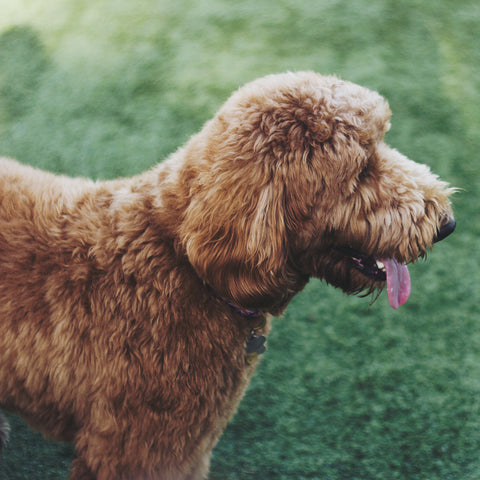 labradoodle, labrador retriever and poodle mix