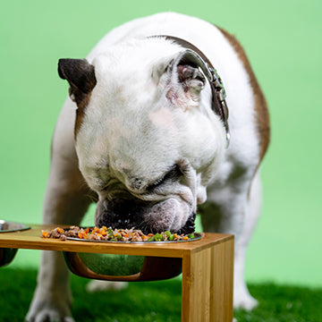 english bulldog eating, healthy dog food, best dog food, what to feed dog