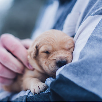 golden retriever puppy at vet