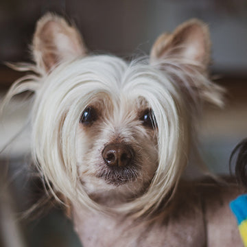 Chinese Crested hair loss, Chinese Crested health concerns, Chinese Crested lifespan, mexican hairless hair loss, mexican hairless dog health concerns