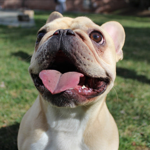 french bulldog tongue, heart shaped dog tongue, frenchies