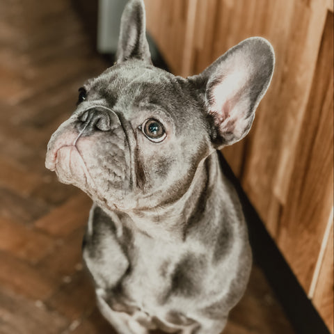 french bulldog